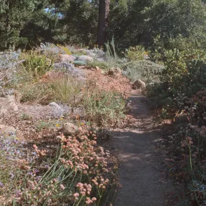 Perennial border in the Manzanita Section