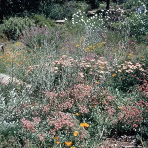 Meadow Border